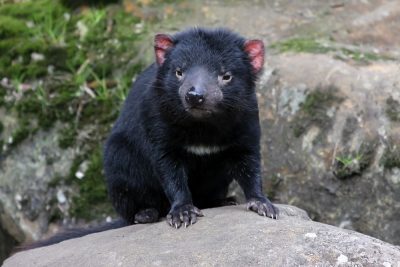 Close up of a Tasmanian devil, Cradle Mountain National Park, Tasmania, Australia