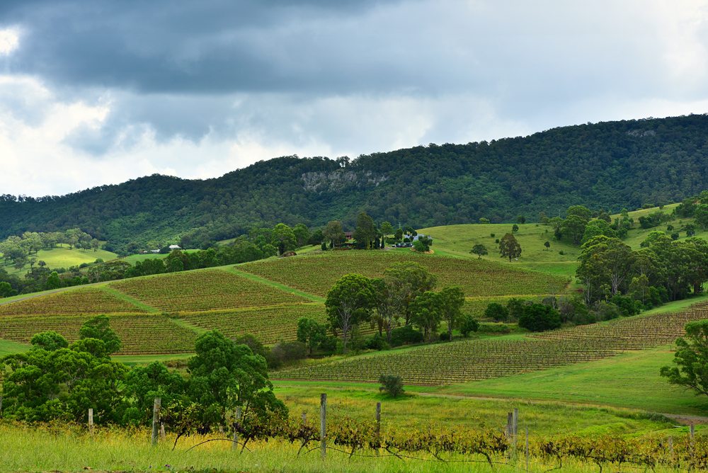 Fresh green vineyards near mountains, Hunter Valley, New South Wales, Australia