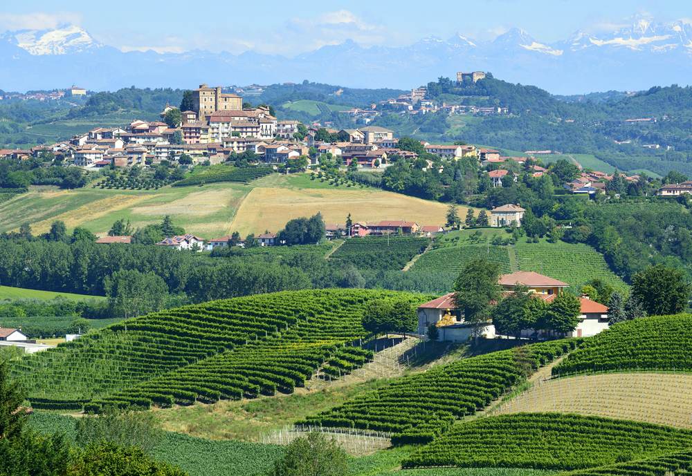 Summer landscape in Langhe with vineyards, Piedmont, Italy