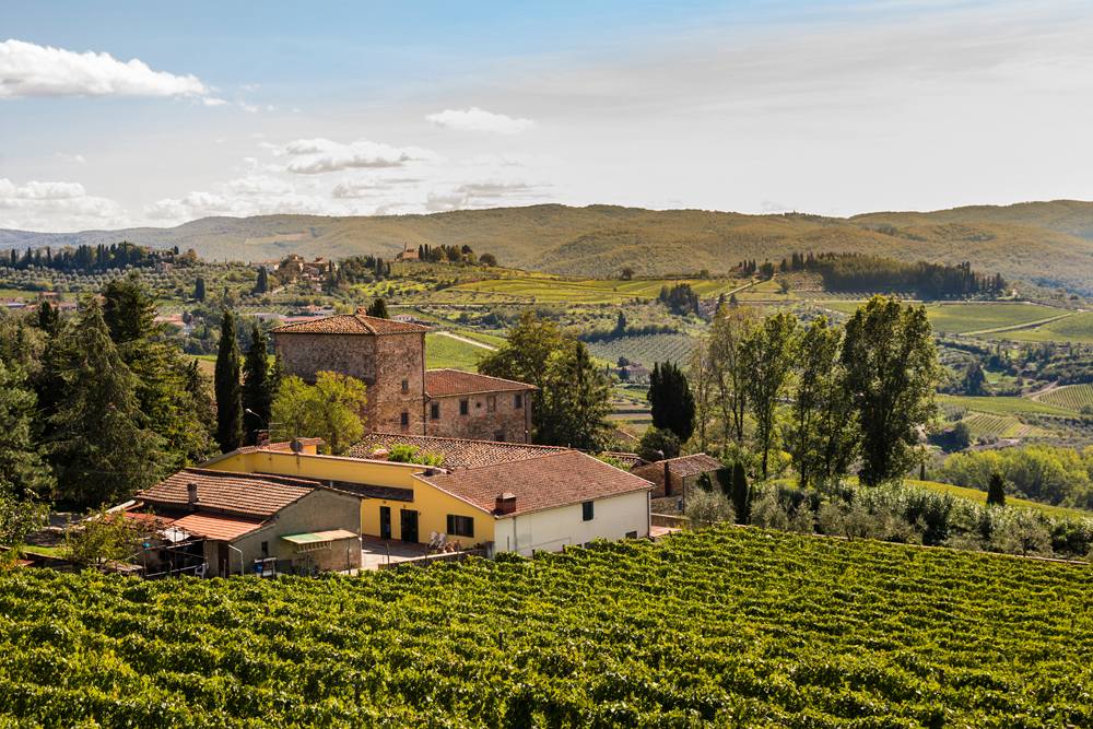 Vineyard in the Chianti region, Tuscany, Italy 