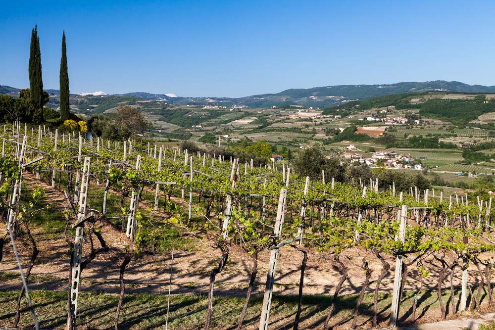 Vineyards in the Valpolicella region, Veneto, Italy 