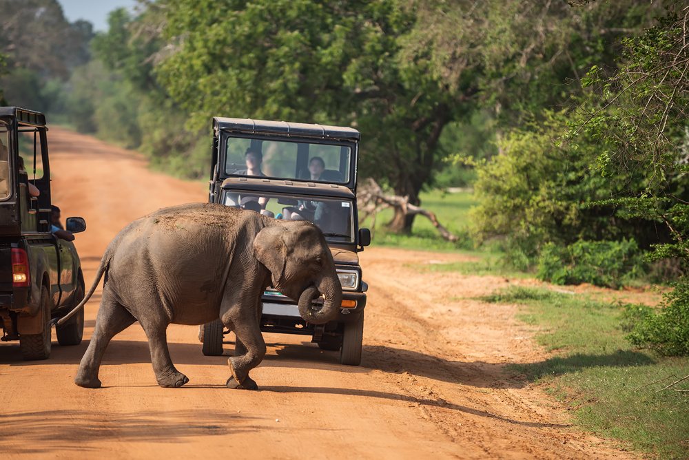 Wild baby elephant crossing road in Yala National Park, Sri Lanka