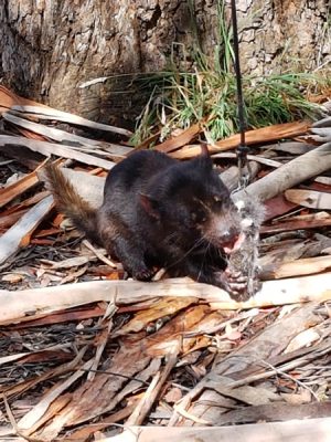 Christian Baines - Tasmanian Devil having a snack, Tasmania, Australia