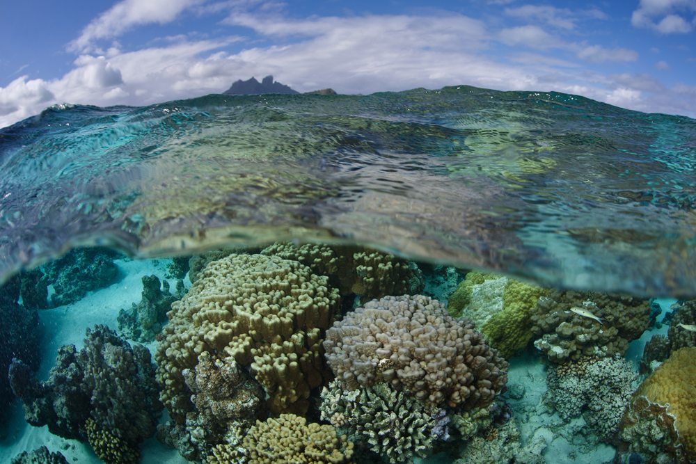 Colourful coral colonies grow on a sandy bottom near the islands of Raiatea and Tahaa, Tahiti (French Polynesia) 