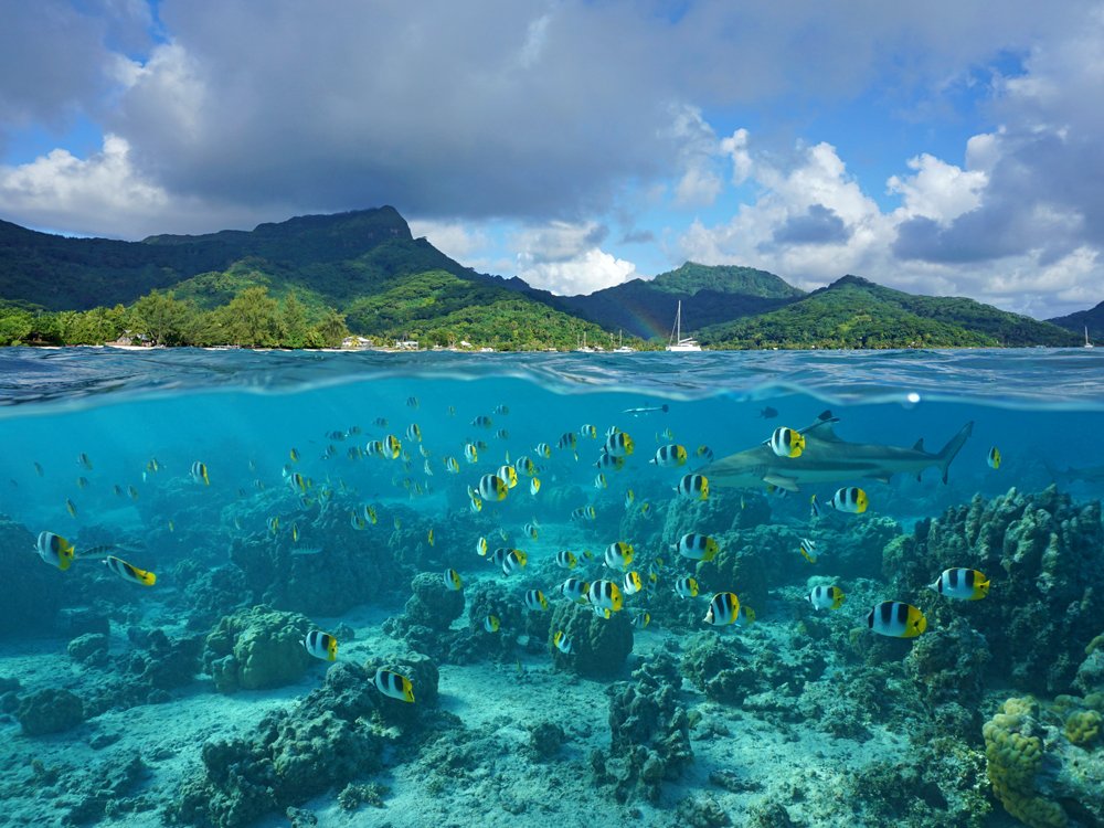 The coast of Huahine island and coral reef fish school with a shark underwater, Tahiti (French Polynesia) 