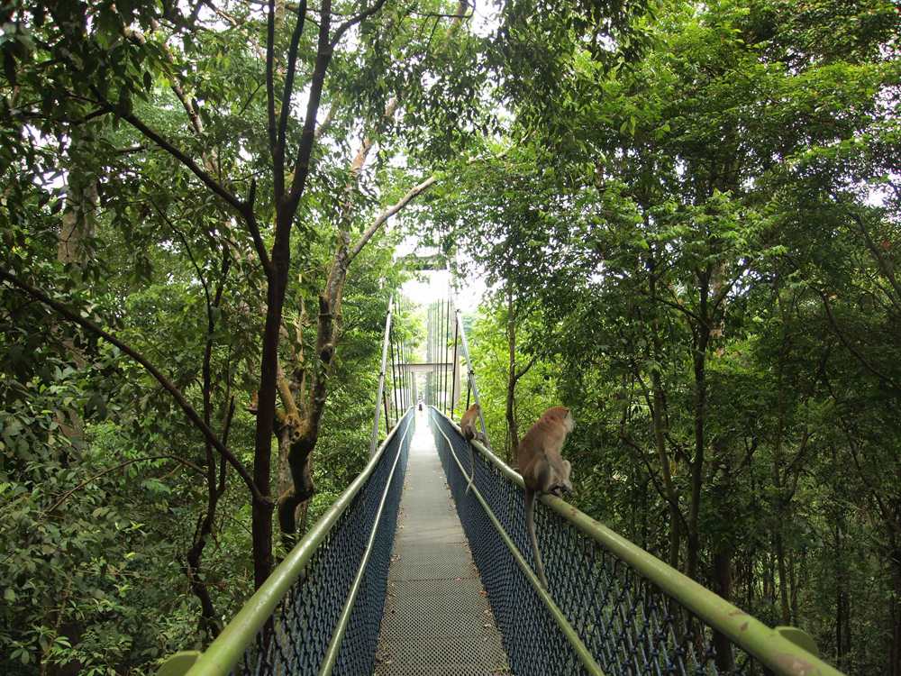 Treetop walk in MacRitchie Reservoir, Singapore 