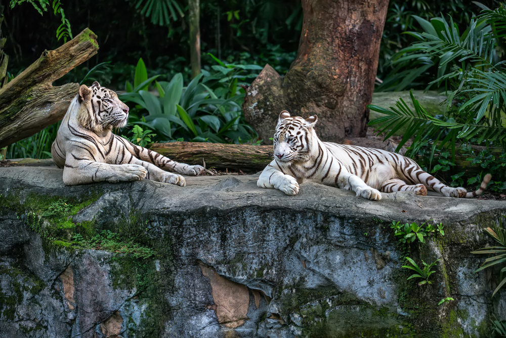 Two white tigers resting on a rock at Singapore Zoo, Singapore 