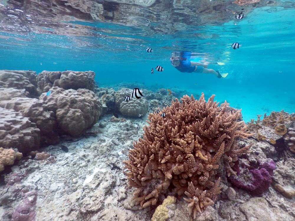 Woman snorkelling above healthy corals with tropical fish in Rarotonga, Cook Islands 