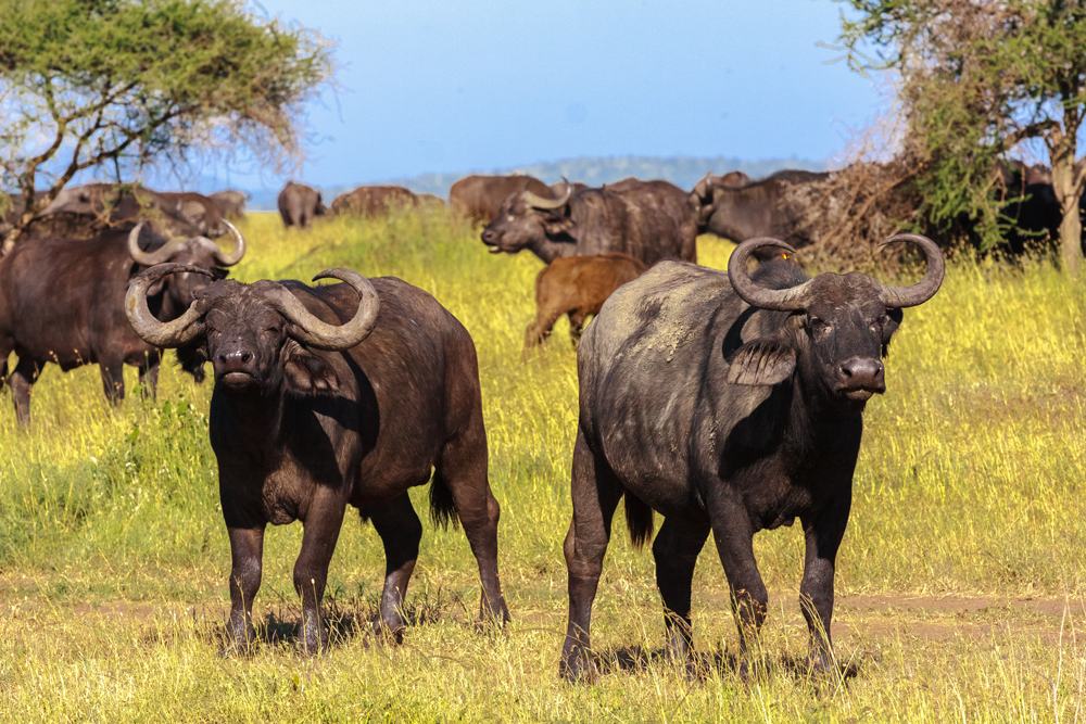 Close up of Cape buffalo in the Serengeti, Tanzania 