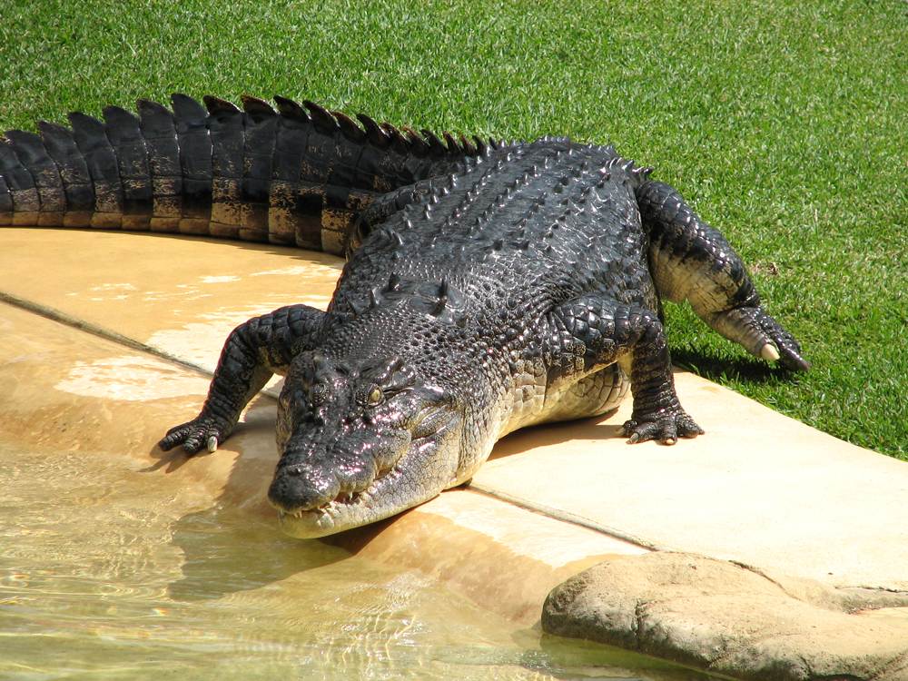 Crocodile at Australia Zoo in Sunshine Coast, Queensland, Australia 