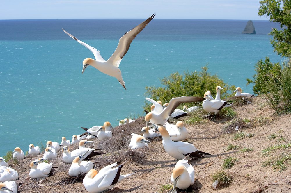 Janie Robinson - Cape Kidnappers gannet colony, New Zealand