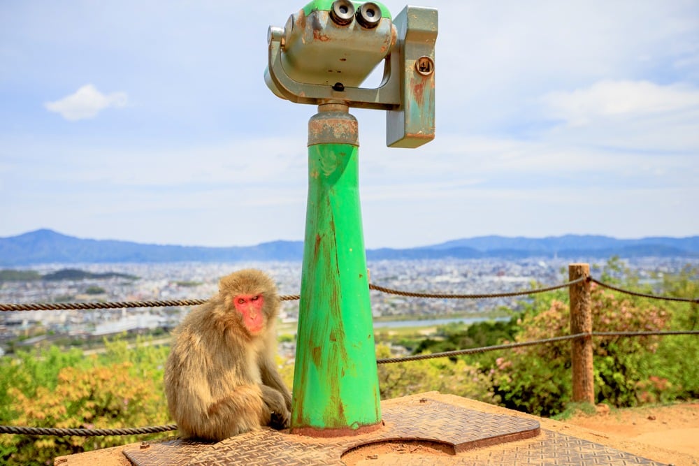 Japanese macaque sitting at the base of observation binoculars in Iwatayama Monkey Park, Arashiyama, Kyoto, Japan 