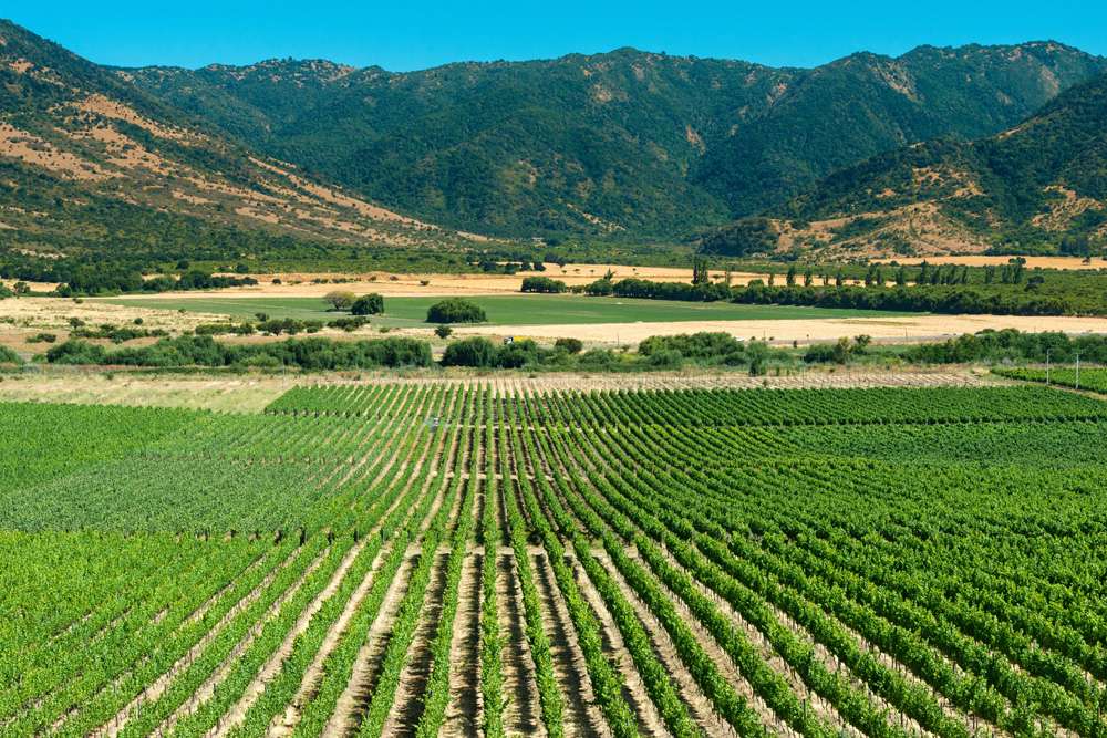 Panoramic view of a vineyard at Colchagua Valley, Chile 