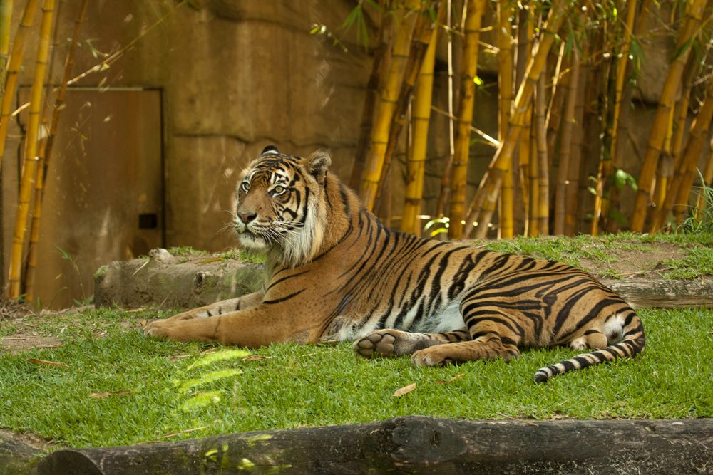 Resting Bengal tiger at Australia Zoo, Sunshine Coast, Queensland, Australia 