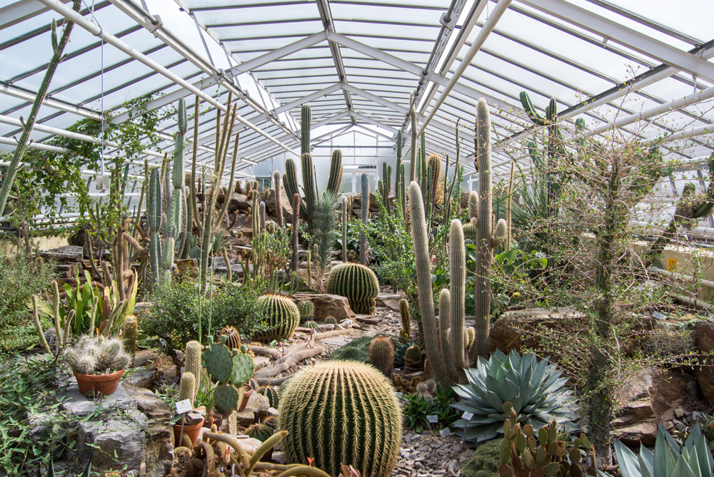Cacti plants exhibition in Munich Botanical Garden, Munich, Germany 