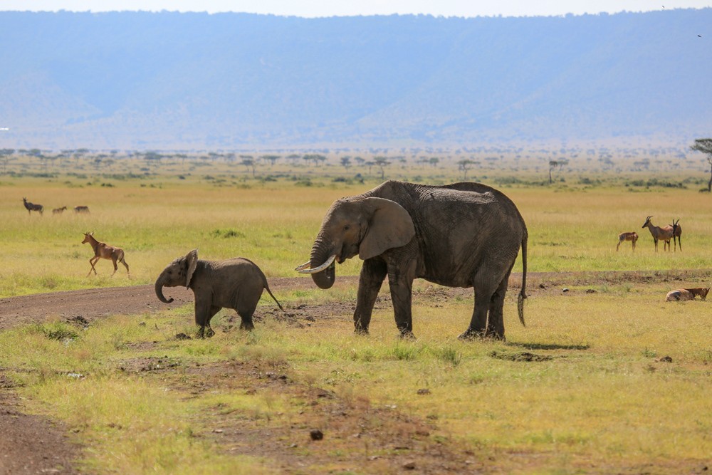 Elephant with baby in Masai Mara, Kenya 