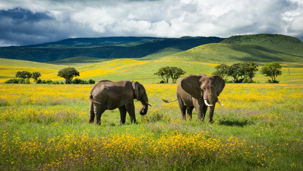 Elephants and yellow wild flowers in Ngorongoro Crater, Tanzania 