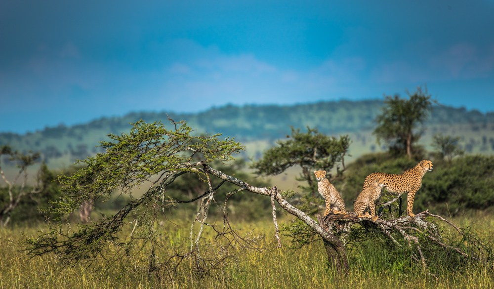 Family of cheetahs on high ground spotting for prey during the wet season, Serengeti, Tanzania 