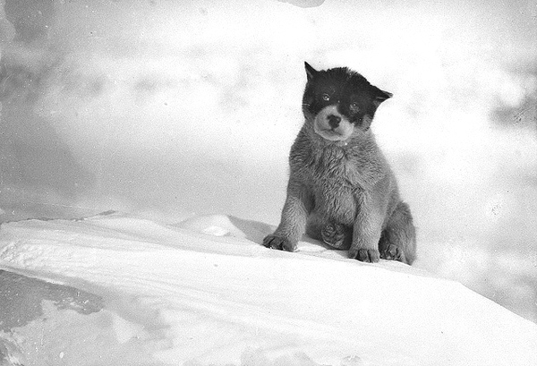 Frank Hurley photo - Blizzard, the Pup in Antarctica, circa 1912