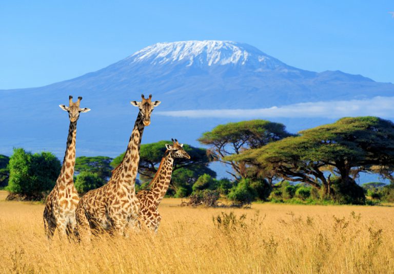 Three giraffe with Mt Kilimanjaro in background in Amboseli National Park, Kenya Vacations