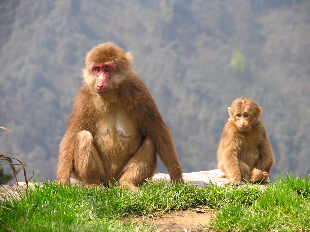 Tibetan macaques in Emei Mountains (Emeishan), Sichuan province, China 