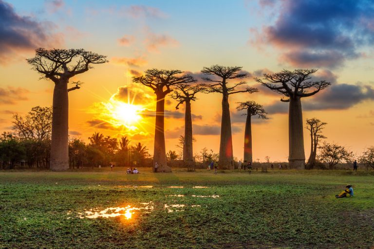 Baobab trees at sunset at the Avenue of the Baobabs in Madagascar