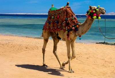 Bedouin camel on beach