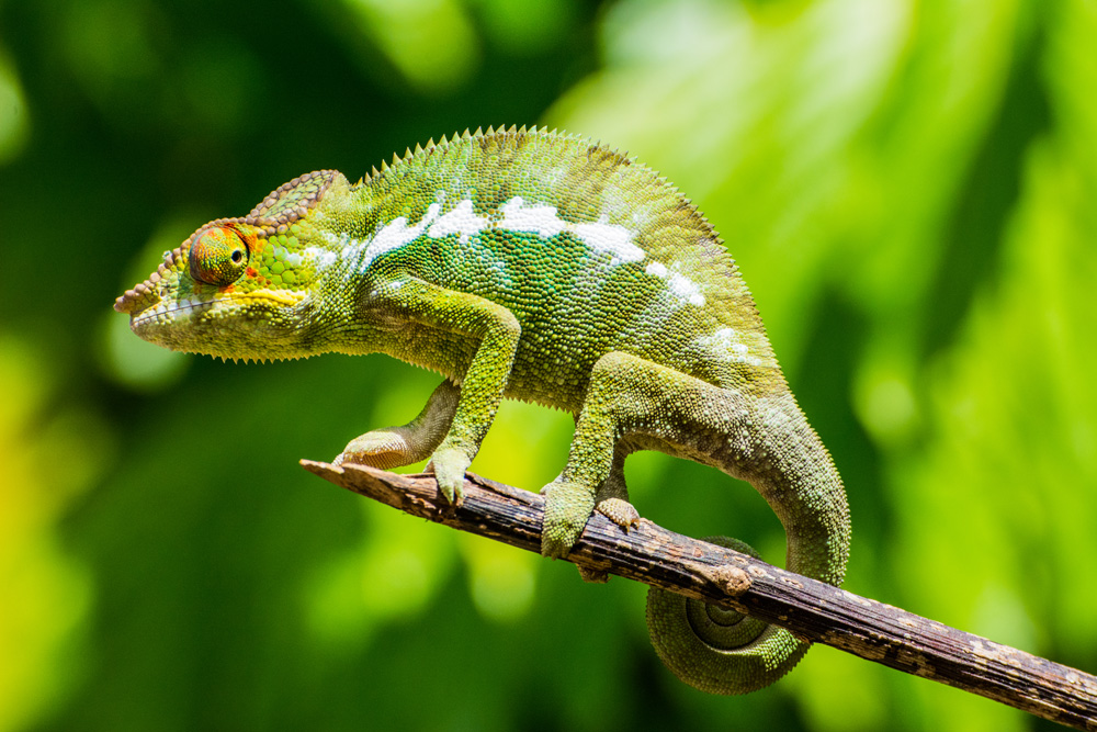 Chameleon in Nosy Be, Madagascar 