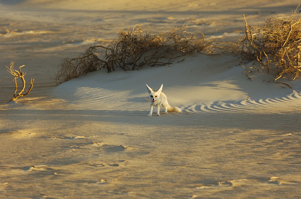 Desert fox in Rub' Al Khali, near Dubai, UAE (United Arab Emirates) 