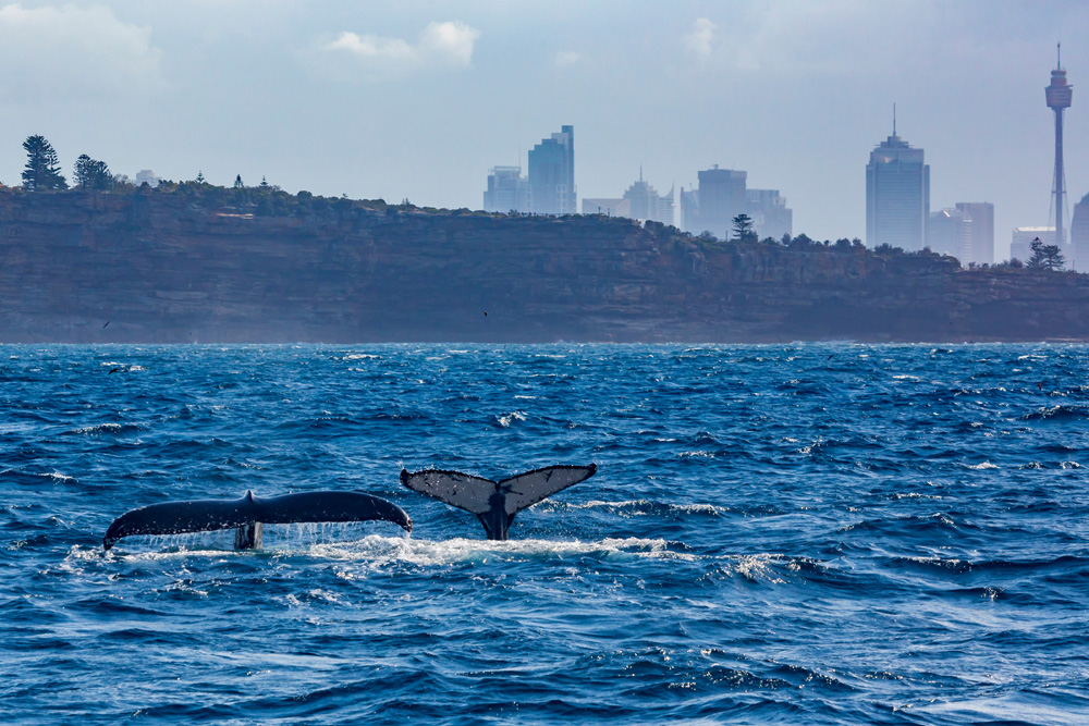 Humpback mother and calf off South Head in Sydney Harbour, New South Wales, Australia 