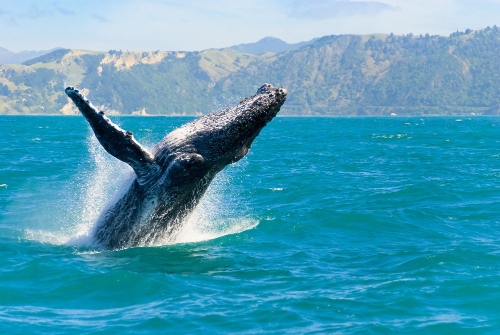 Humpback whale captured from Whale watching boat in Kaikoura, South Island, New Zealand 