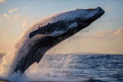Humpback whale close up breaching off Sydney Harbour at sunset, New South Wales, Australia