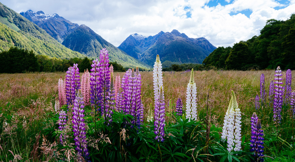 Lupin flowers in Fiordland National Park, New Zealand 