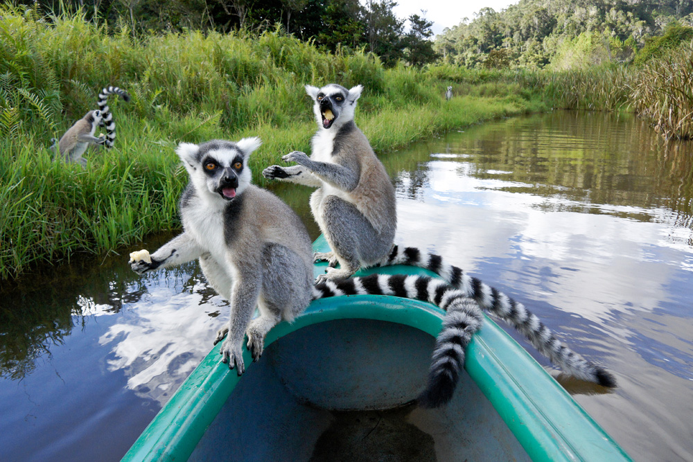 Ring-tailed lemurs eating bananas on bow of canoe, Lemurs Island, Madagascar 