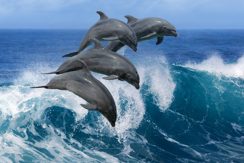 Beautiful dolphins jumping over breaking waves of the Pacific, Hawaii 