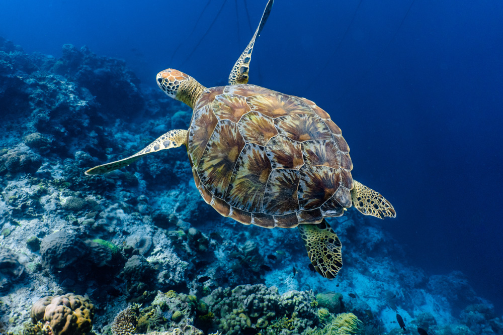 Green sea turtle swimming above a coral reef 