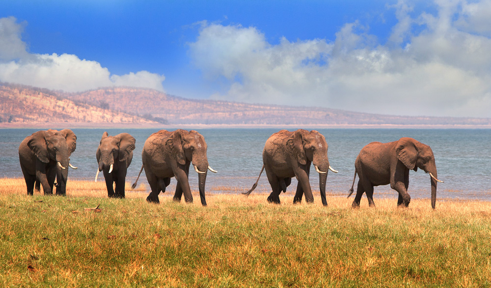 Herd of elephants on the shoreline of Lake Kariba in Matusadona National Park, Zimbabwe