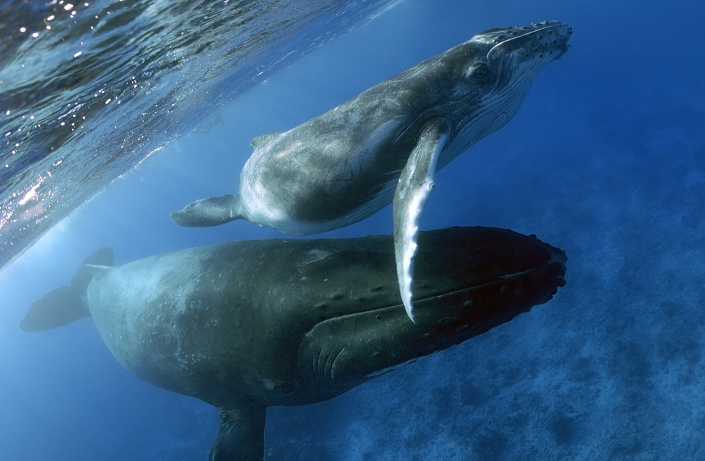 Humpback whale and calf 
