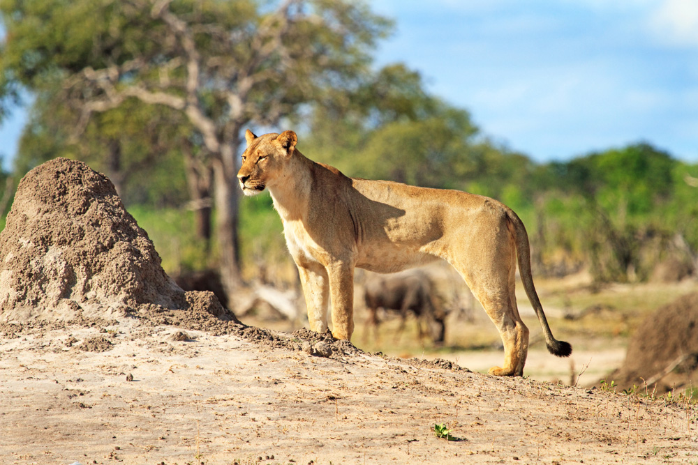 Lioness surveying the landscape in Hwange National Park, Zimbabwe 