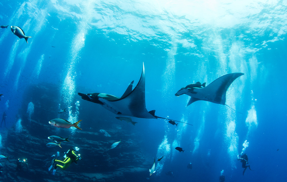 Manta rays and diver 