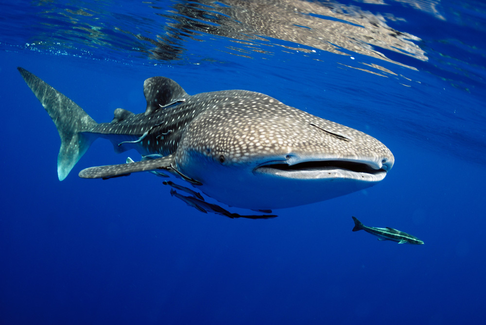 Spot Incredible Underwater Animals on an Island Getaway | Goway