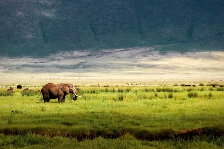 Wild African elephant in the Ngorongoro Crater, Tanzania