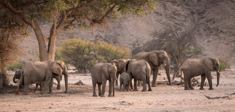 Elephants in Damaraland, Namibia 
