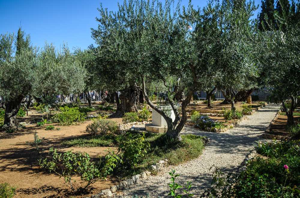 Garden of Gethsemane in Mount of Olives, Jerusalem, Israel 