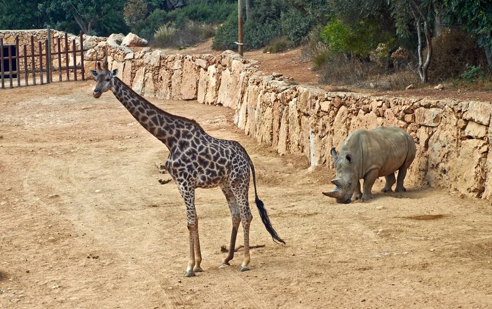 Giraffe and rhinoceros in the Jerusalem Biblical Zoo, Israel 