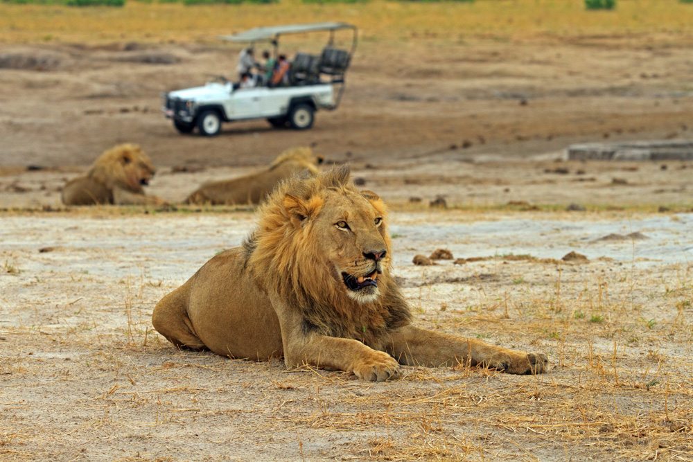 Lions resting in Hwange National Park, Zimbabwe 