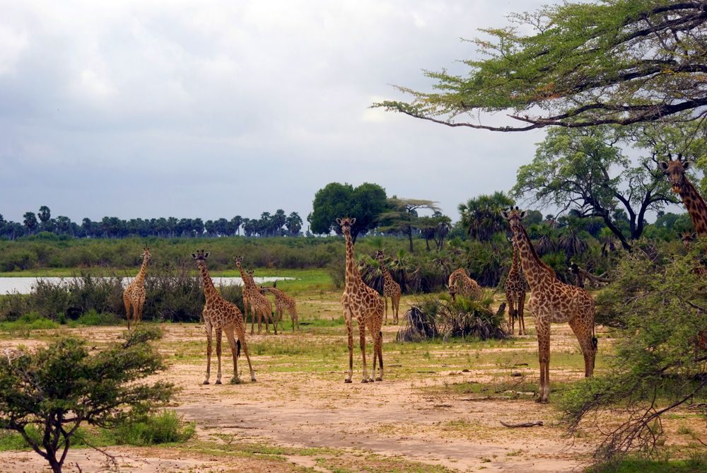 Maasai giraffes in Selous National Park, Tanzania 