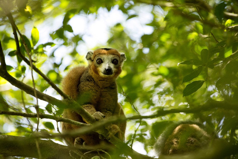 Male crowned lemur at Amber Mountain National Park, Madagascar 