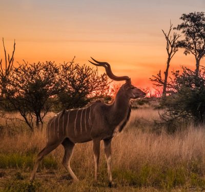 Male greater kudu at sunset, Moremi Game Reserve, Okavango Delta, Botswana
