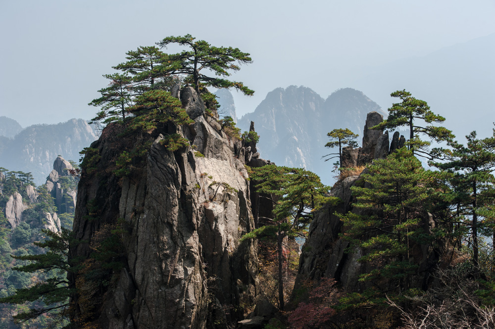 Pine trees on cliff edge of Huangshan Mountain Range, China 